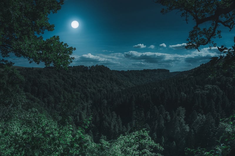Enchanted Forest Wallpaper