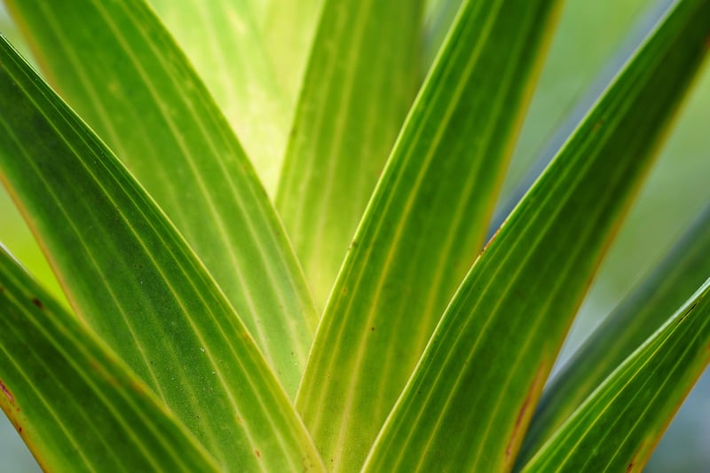 Botanical Decor